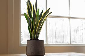 snake plant near a window in a pot