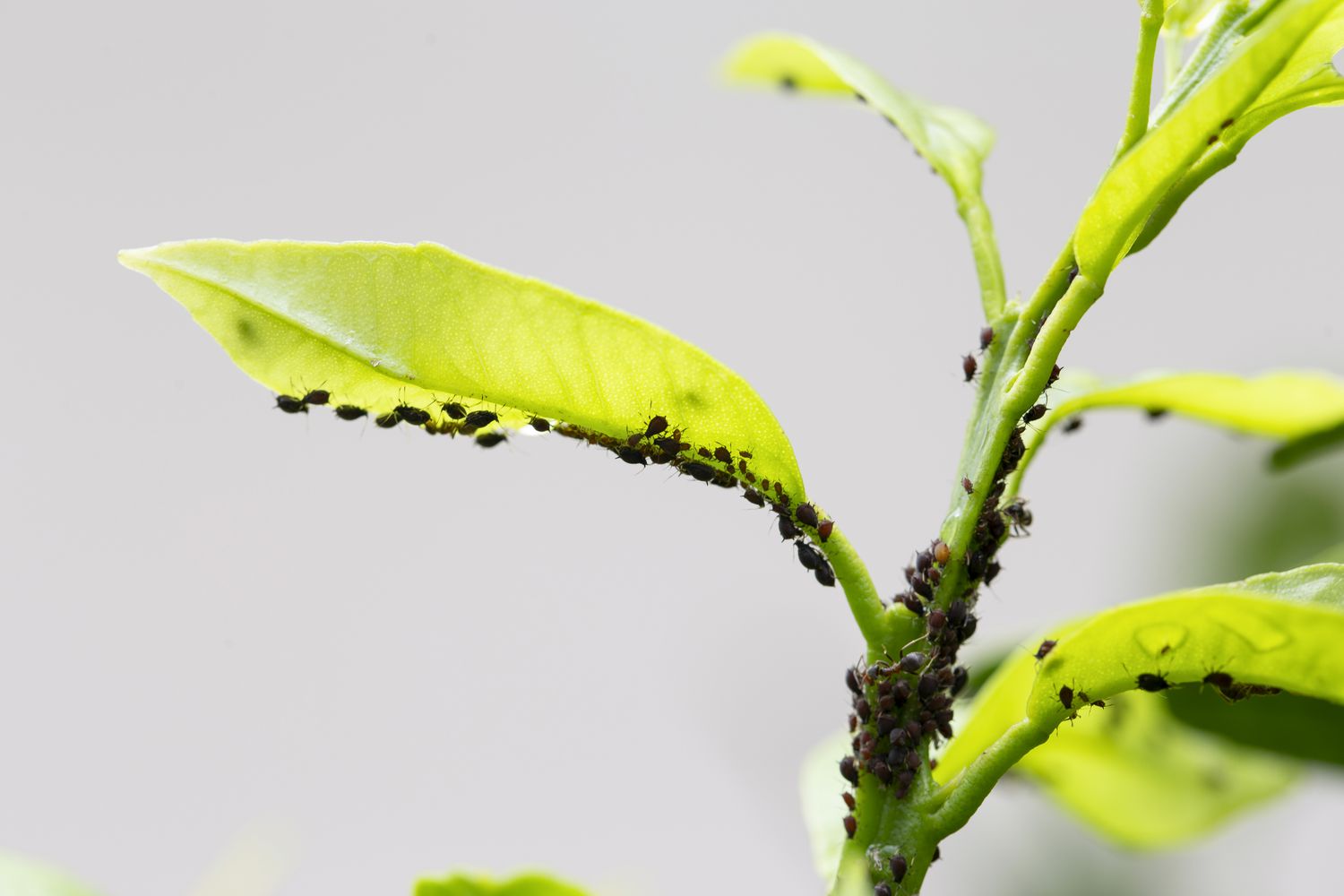 Aphids in a large group climbing a green leaf on a plant stem