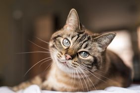 Close up portrait of cat