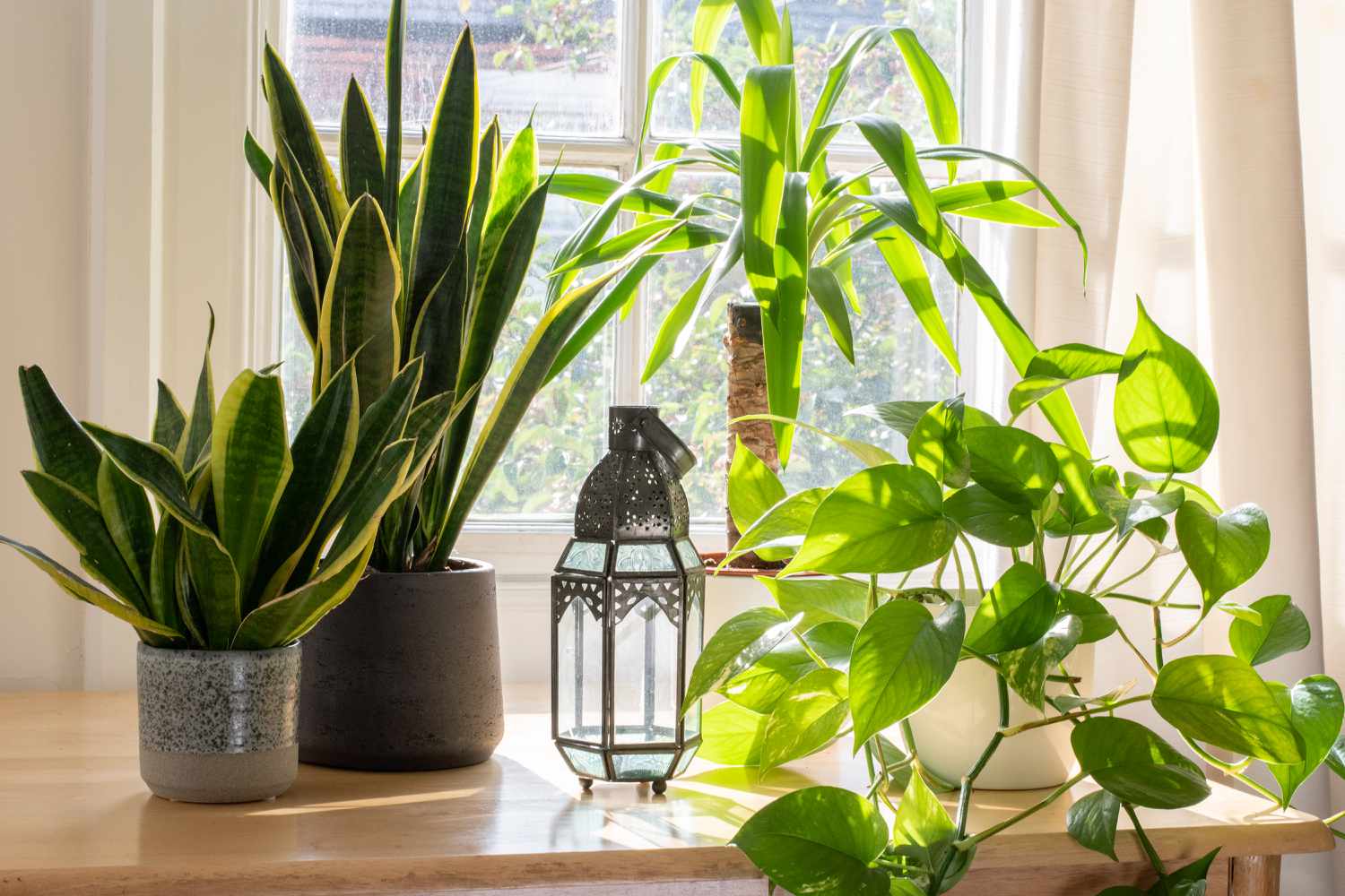 multiple indoor houseplants next to a sunny window