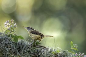 A Carolina wren bird hanging on a flowering plant with a worm in its mouth