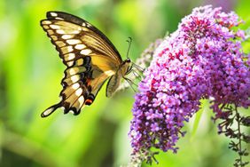 Butterfly on butterfly bush