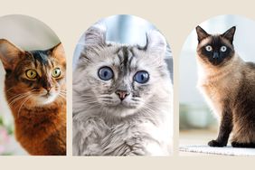 Composite of small cat breeds