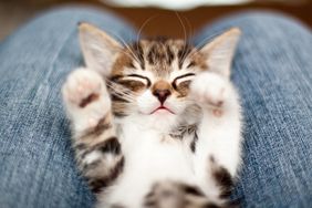 cute kitty on lap with paws up sleeping