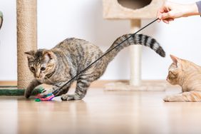 cat playing in living room