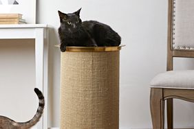 cat scratching post