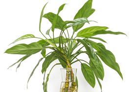 Chinese evergreen plant in glass vase