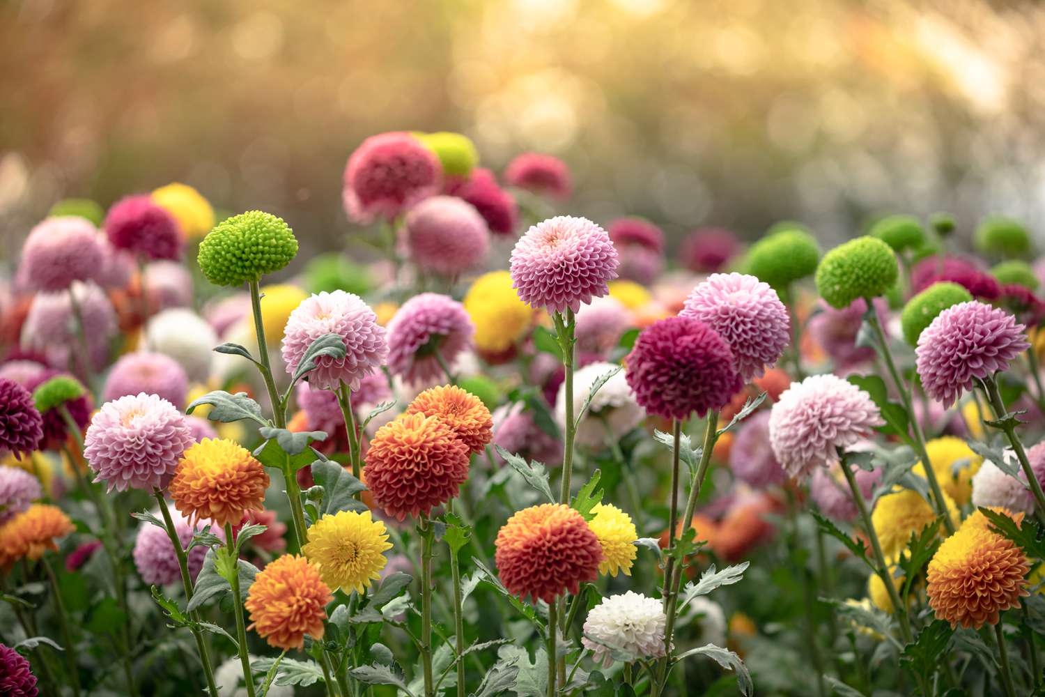 Chrysanthemums in many colors like pink, Fushia, and yellow