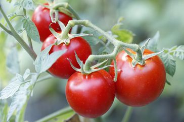 Cluster cherry tomatoes