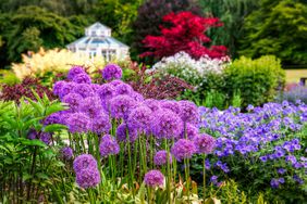 alliums in deer-resistant flower garden