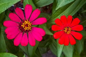 Profusion Zinnias