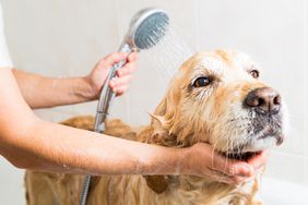 Dog getting a bath