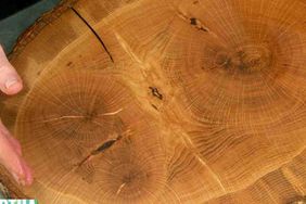 Fallen Tree Cutting Boards