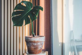 monstera in indirect sunlight