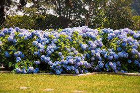 blue hydrangeas in garden