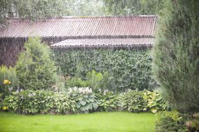 garden in rain