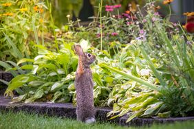 Hungry bunny rabbit standing up looking at a backyard garden