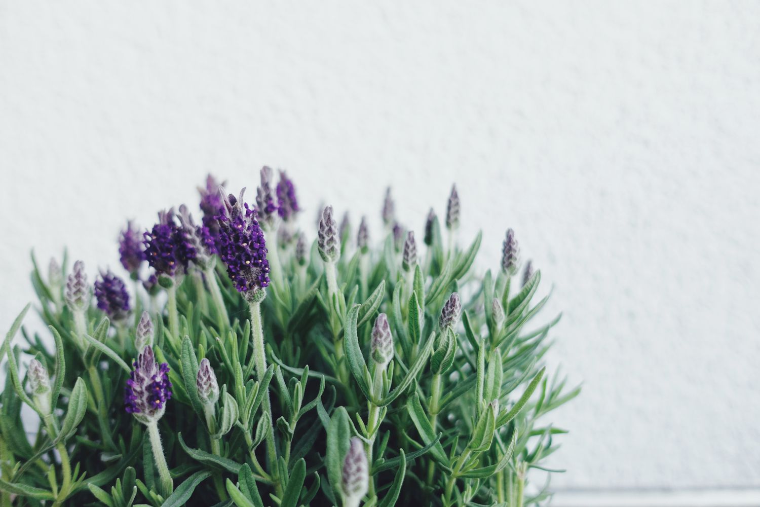 Close up of lavender blooming in a pot against a white wall