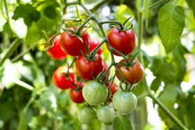 Organic tomato plant, red and green tomatoes