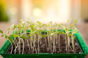 Leggy seedlings