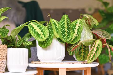 'Maranta Leuconeura Lemon Lime' houseplant in flower pot on table between other plants