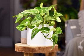 Pothos house plant in white pot on wooden surface