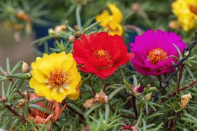 portulaca plant purslane