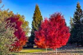 red maple tree in yard