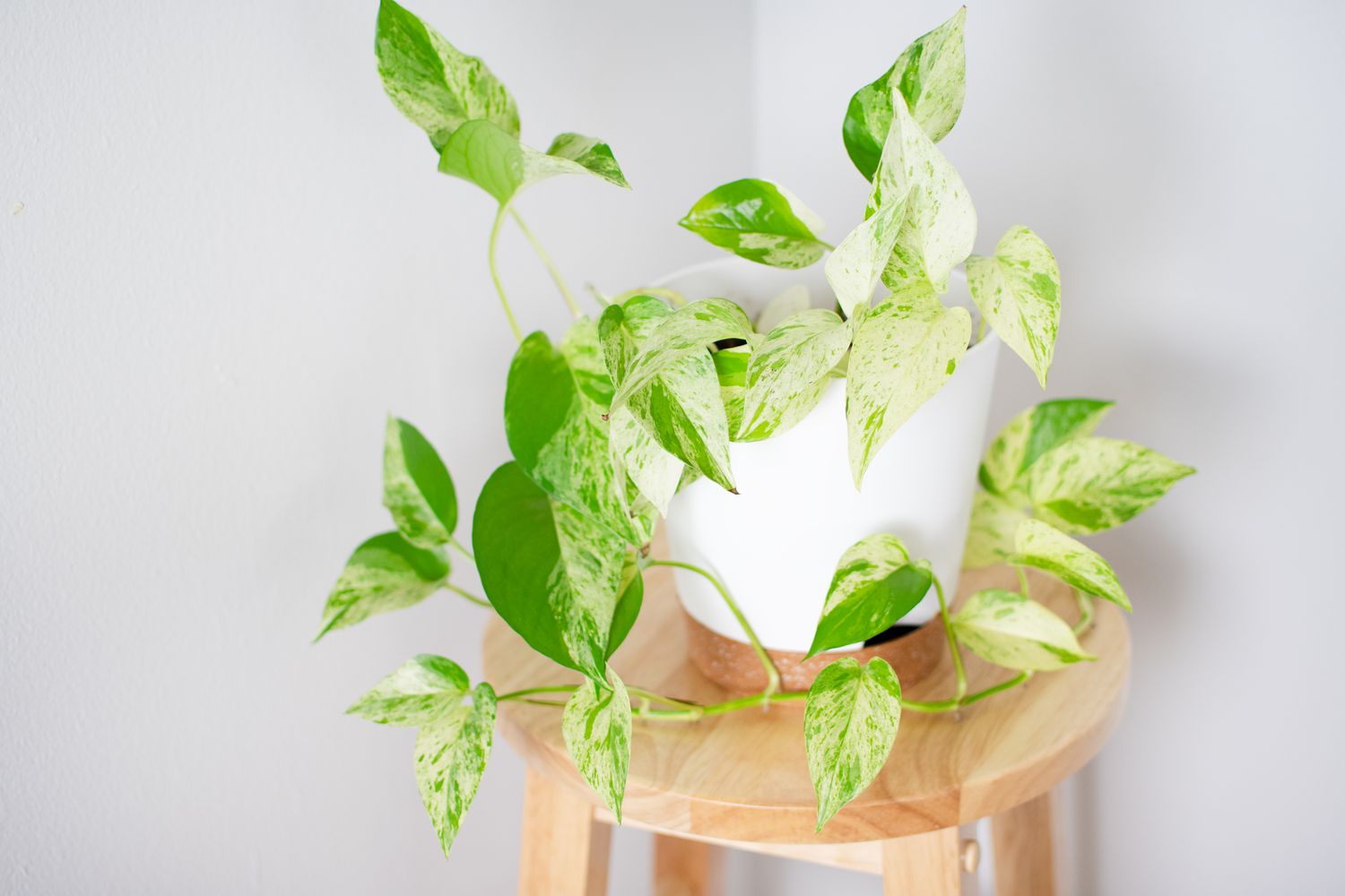 Snow Queen Pothos in a white pot. Popular vining houseplant. Epipremnum aureum 'Snow Queen'. Plant care