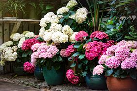 Potted Hydrangeas