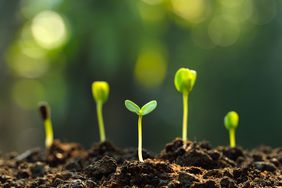 Group of green sprouts growing out from soil