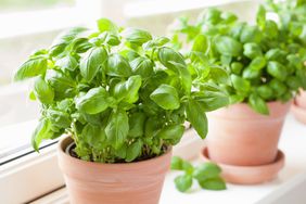 Fresh basil plants in pots