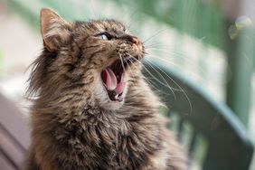 cat-yawn-getty