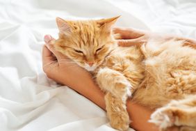 Cute ginger cat lies on woman's hand