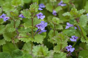 Glechoma hederacea (Ground Ivy)