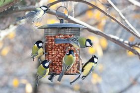 black and yellow birds at hanging feeder in tree