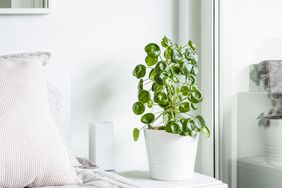 chinese money plant on nightstand in bedroom