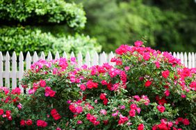 knock-out roses in front of white fence