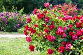 double knock-out roses in garden