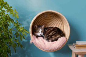 hanging cat basket with white and gray cat inside