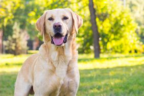 happy labrador retriever in field