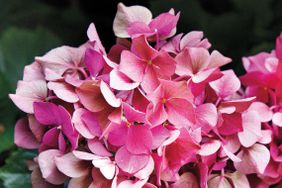 pink hydrangea flowers