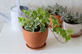 Home green houseplants hedera, succulents