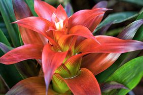 a bromeliads plant in vibrant red color