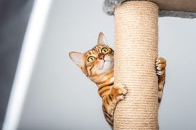 A domestic cat climbs up a cat pole.