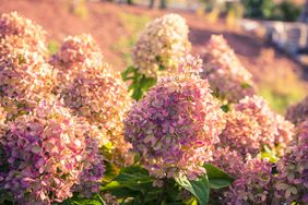 Fall Hydrangea Plants