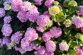 Hydrangea Macrophylla