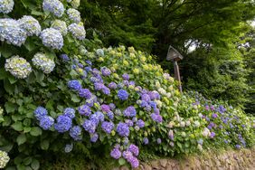 A hydrangeas garden full of blue and violet blooms 