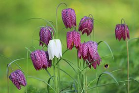 Image of purple checkered Fritillaria meleagris clump, single white flowerhead