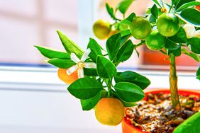 Calamondin Orange tree 